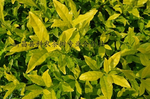 科农茶树2