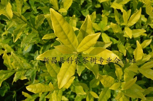 科农茶树照片