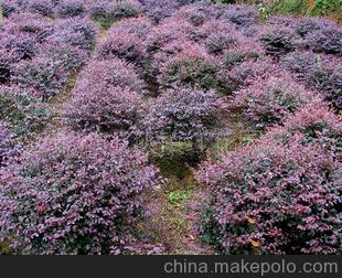 常年供应-红花继木球，蜀桧龙柏等花木