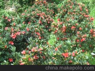 长期供应大型油茶桩嫁接杜鹃红山茶，四季红山茶