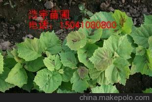 平榛苗 榛子小苗 榛子苗价格