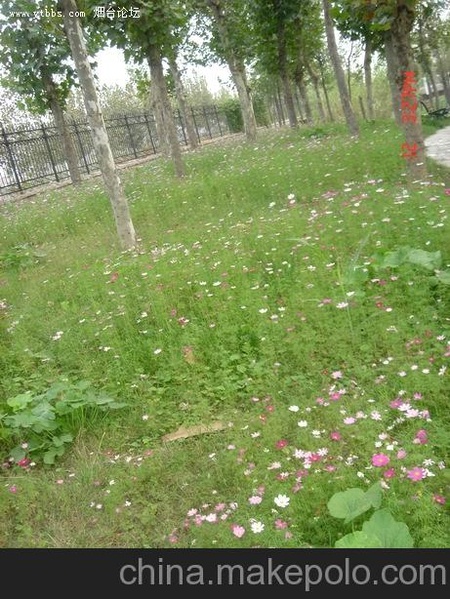 供应波斯菊种子,波斯菊种子价格,波斯菊种子种植技术