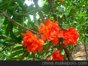 苗木 花木杜鹃（映山红、满山红、山石榴）颜色齐全