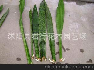 小盆景迷你植物 虎皮兰