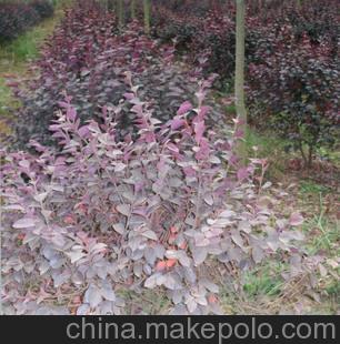 红花继木 红花继木球红 花继木种子 红花继木小苗 量大从优