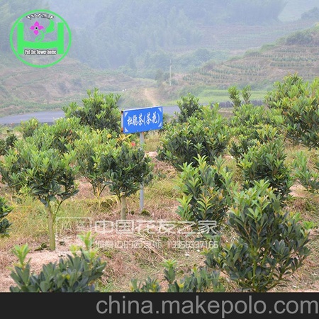 稀有名花杜鹃红山茶 四季红山茶 茶花苗
