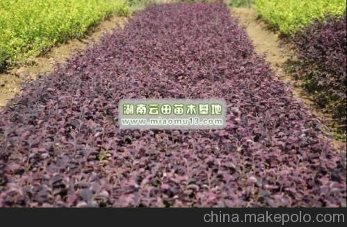 红花继木盆景 红花继木球 云田苗木大量供应