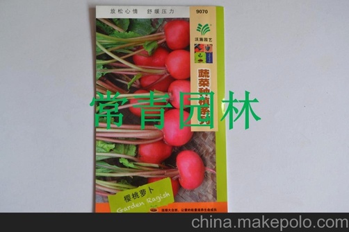 常青园林 沃施园艺蔬菜种植系列 樱桃萝卜种子 批量销售