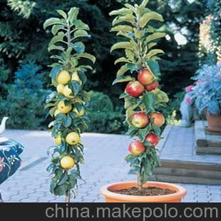 苹果树苗 果树苗 树状苹果 国产红蛇果苹果苗