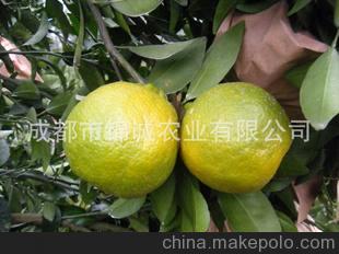 产地直供栌柑批发芦柑（碰柑） 桔子 橘子 脐橙 血橙