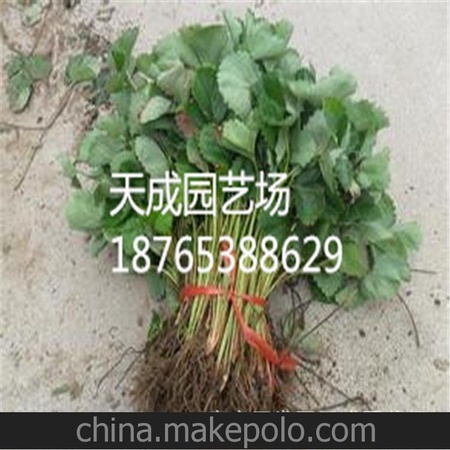 供应四级草莓苗 货源充足 成活率高 品种纯 价格便宜