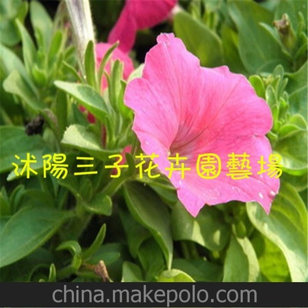 垂吊矮牵牛种子 盆栽花卉 成活率高