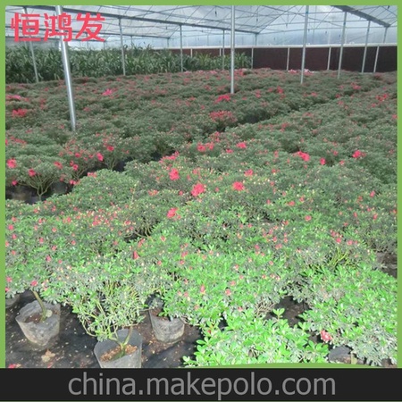 生产供应 优质杜鹃花盆景批发 园林绿化杜鹃花