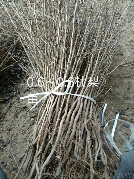 出售杜梨苗恒温保湿库保存