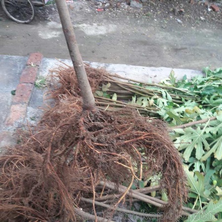 浩瑞园艺场资讯：福州布兰瑞克无花果苗