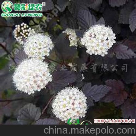 美国紫叶红栌 红叶树 烟树 园林彩叶树种 正宗紫叶红栌苗生产基地