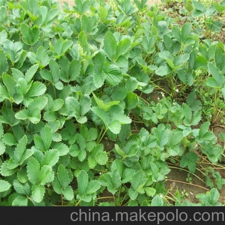 专业甜宝草莓苗繁育基地 甜宝草莓苗的相关信息