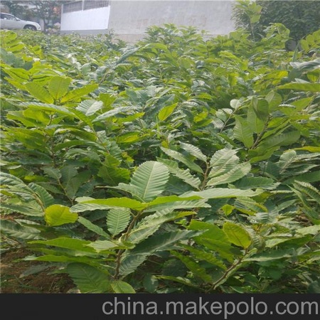 栗子苗  板栗苗  泰山特大板栗苗 娄底地区板栗苗价格