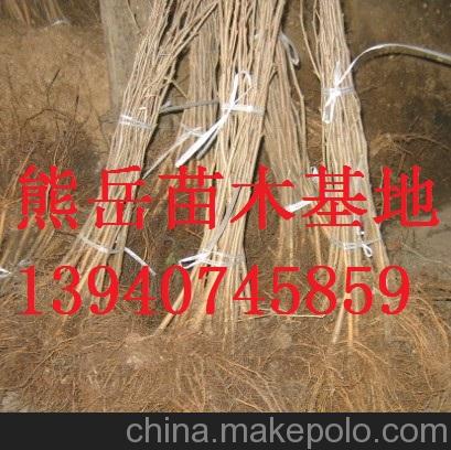 销售榛子苗价格,吉林大榛子苗,新疆大榛子树