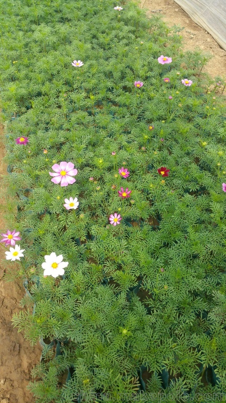 波斯菊种植基地 波斯菊小苗 宿根花卉苗木批发价格