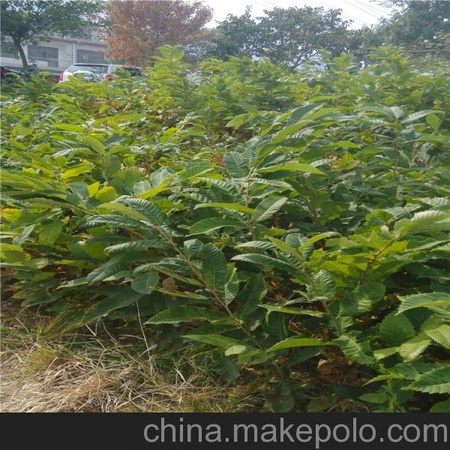 栗子苗  板栗苗  泰山特大板栗苗 阳泉地区板栗苗价格