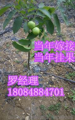 重庆核桃苗，渝北川早2号核桃苗技术提供，渝北核桃苗种植时间