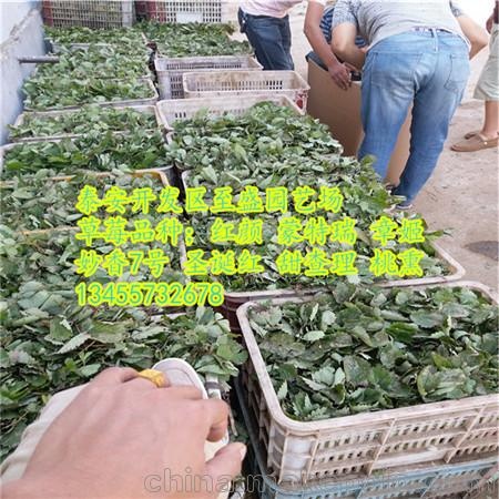 牛奶草莓苗批发  低价出售章姬草莓苗
