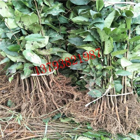 苗圃大量供应梨树实生苗 杜梨苗 嫁接果树用占木 量大优惠