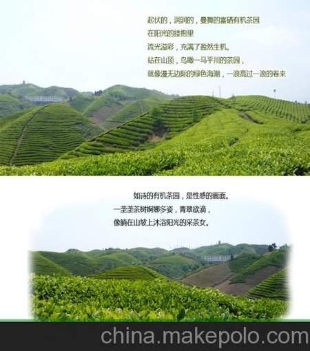 伍家台贡茶 恩施玉露特卖