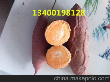 浙江烟薯25红薯苗烤食型/地瓜/甘薯苗/育苗基地价格优惠