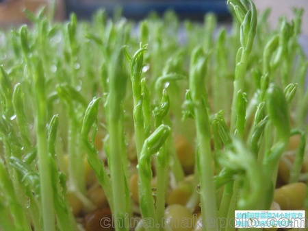 农村种植致富好项目种植生产教技术-益康园