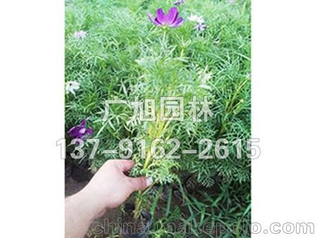 呀！ 美艳动人 波斯菊价格@波斯菊种植基