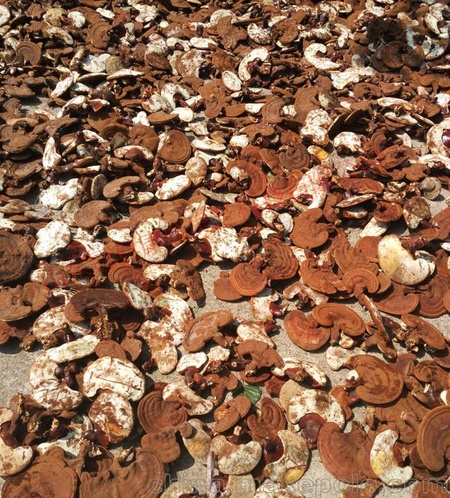 湖北省金边灵芝厂家 最新市场价格