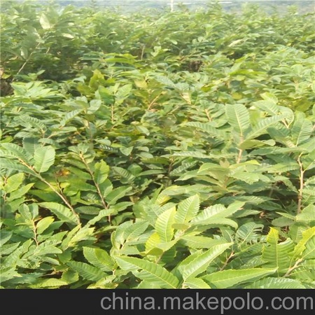 栗子苗  板栗苗  泰山特大板栗苗 定州地区板栗苗价格