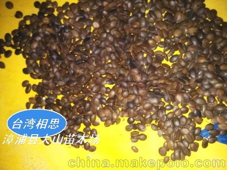 供应台湾相思种子，相思树种子，荒山造林种子