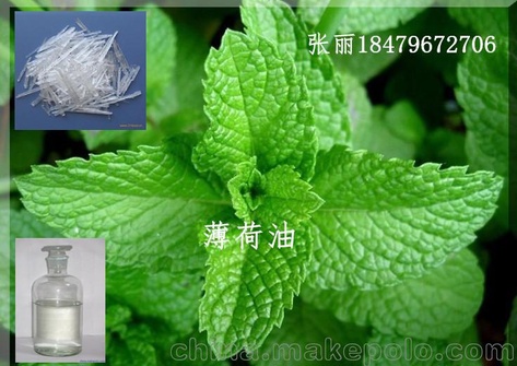 国盛供应薄荷油天然植物薄荷蒸馏萃取薄荷油