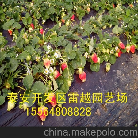 直销采摘园 温室大棚草莓苗 基地直接供苗 奶油草莓苗 老品种