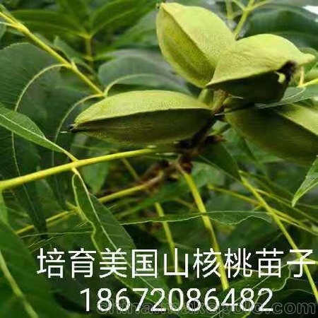 美国黑核桃品种d