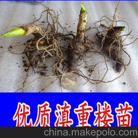 供应云南粉质滇重楼种苗种子 七叶一枝花种苗独角莲种子批发