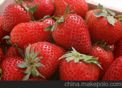 湖北潜江优质高产草莓苗 价格低廉 成活率高  便宜草莓苗价格