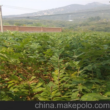 栗子苗  板栗苗  泰山特大板栗苗 钦州地区板栗苗价格