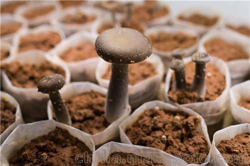 翔龙农业发展有限公司热情服务、绍兴猪肚菇、猪肚菇种植技术