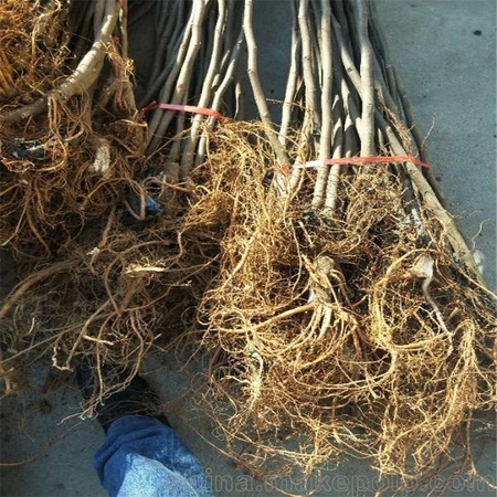 浩瑞园艺场推荐）玉林布兰瑞克无花果苗