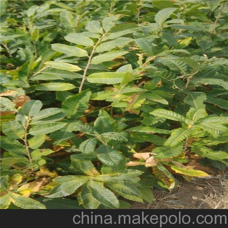 栗子苗  板栗苗  泰山特大板栗苗 玉门地区板栗苗价格
