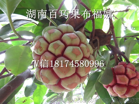 农村致富好项目--种植布福娜苗黑老虎种苗