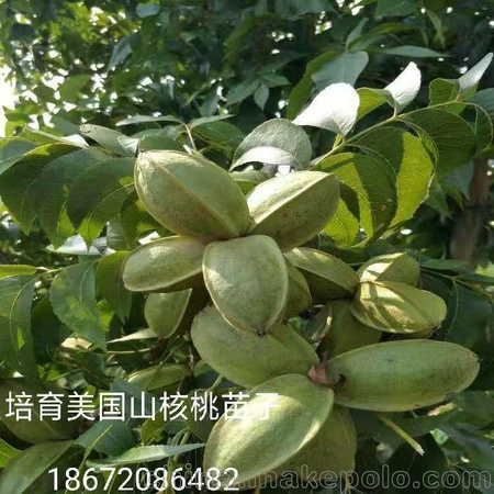 美国黑核桃种