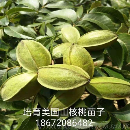 美国黑核桃良品种种