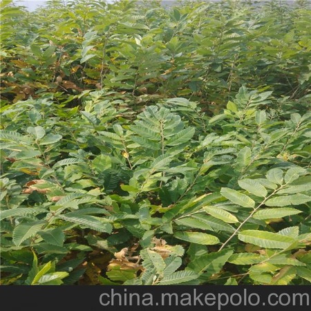 栗子苗  板栗苗  泰山特大板栗苗 晋州地区板栗苗价格