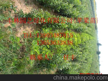 优质苹果苗,山楂苗,杜梨苗,杏树苗