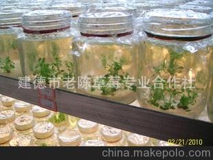上海青浦红颜草莓苗